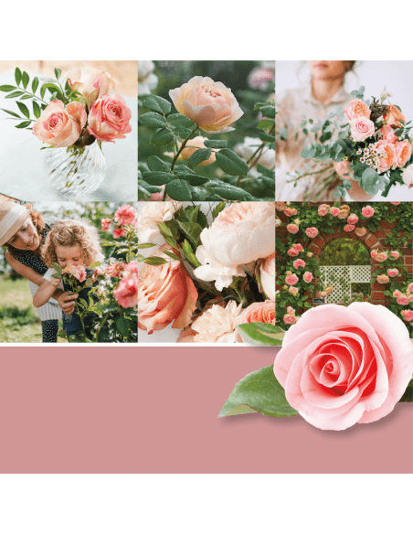 Fresh Cut Roses - Fondant