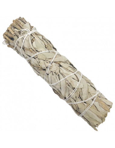 Sauge blanche - Bouquet 16cm