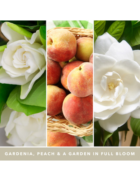 Gardénia Blanc - Moyenne bougie 2 mèches