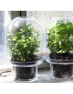 Cloche Carnivore XL - Serax 2