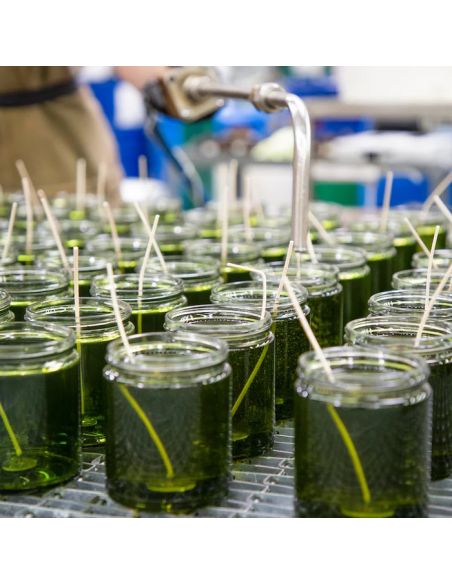 Campfire Special - Bougie PF Candle