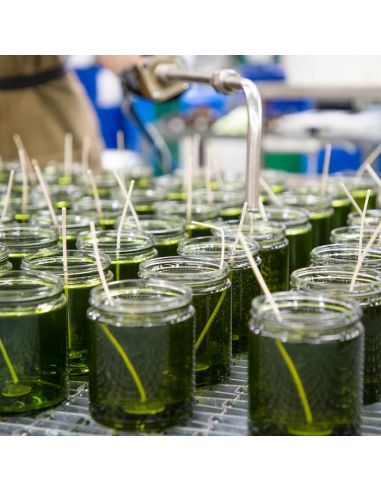 Ghost Pepper and Vanilla- Bougie PF Candle